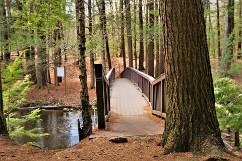 Bridge in College woods
